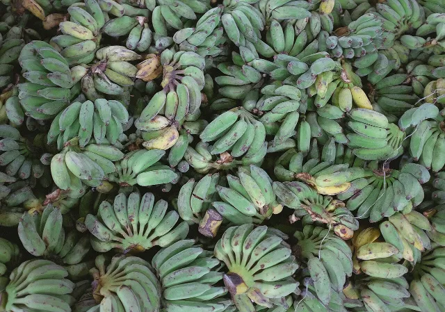 Plantain