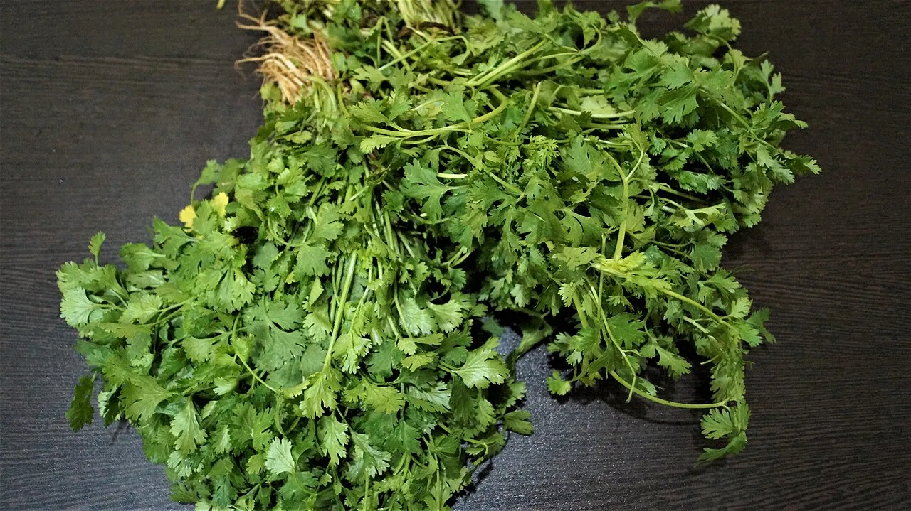Fresh Coriander